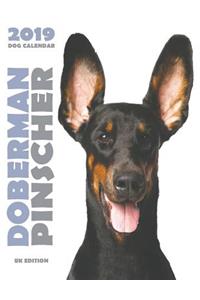 Doberman 2019 Dog Calendar (UK Edition)