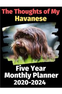 The Thoughts of My Havanese