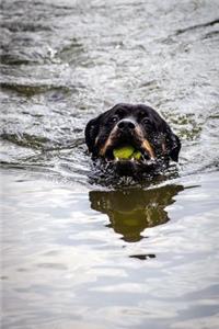 Rottweiler Caught the Ball, Swimming Back Journal