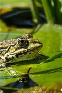 Frog Notebook