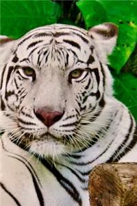 Tiger Notebook - Journal Gift for Cute Animal Lovers