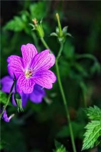 Cransebill Geranium Dissectum Flower Journal