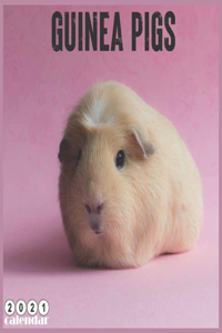 Guinea Pigs 2021 Calendar