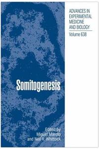 Somitogenesis