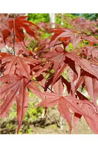 Japanese Maple Leaves School Composition Book Springtime