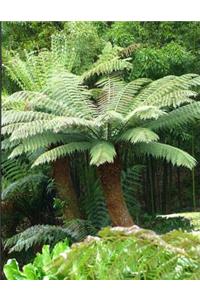 Tree Fern Notebook