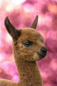 Alpaca Cria