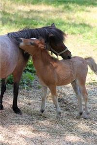 Miniature Mother Horse and Baby Foal in a Pasture Journal