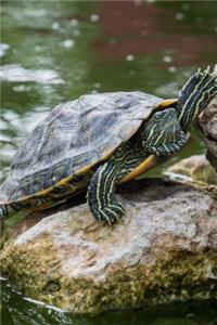 Hello Green Turtle Climbing on a Rock Journal