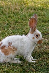 Tan and White Rabbit in the Grass Journal: Take Notes, Write Down Memories in this 150 Page Lined Journal