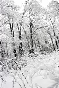 A Frosty White Forest on a Snowy Winter Day Nature Journal