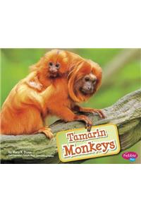 Tamarin Monkeys