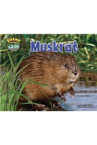 Muskrat