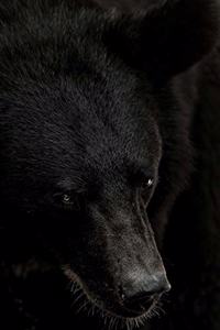 Black Bear Portrait Journal