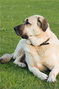 Anatolian Shepherd Dog in the Grass Journal