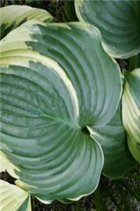 Journal Pretty Hosta Leaves