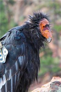 California Condor Portrait Bird Journal