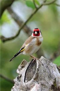 Goldfinch Bird Journal