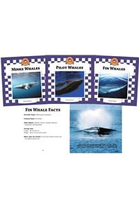 Whales Set 2 (Set)