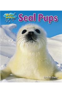 Seal Pups