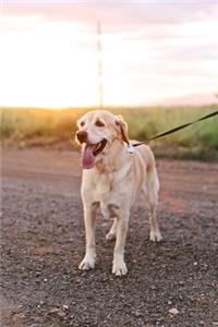 Golden Retriever Dog Pup Puppy Doggie Notebook Bullet Journal Diary Composition Book Notepad - Walk in Sunset