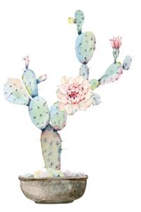 Cactus Notebook