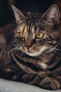 Cat notebook - achieve your goals, perfect 120 lined pages #5