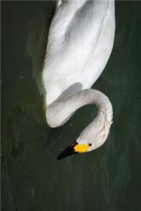 Bewick's Swan in the Water Journal: Take Notes, Write Down Memories in this 150 Page Lined Journal