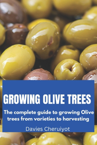 Growing Olive Trees