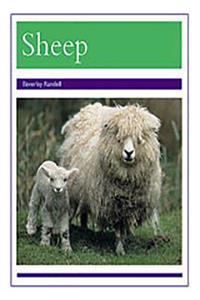 Animals - Sheep