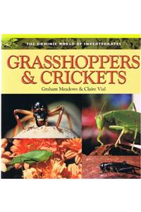 Grasshoppers & Crickets