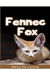 Fennec Fox
