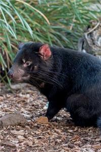 Tasmanian Devil Journal