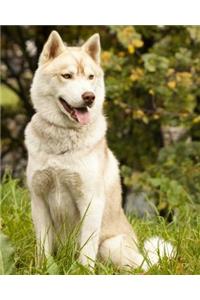 Siberian Husky