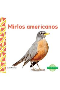 Mirlos Americanos (Robins) (Spanish Version)