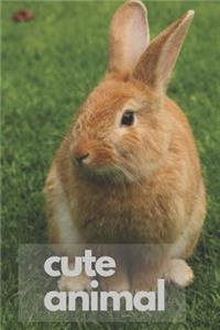 Cute Animal