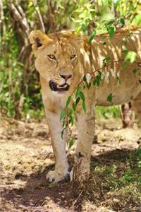 A Female Lion in Kenya, Africa Journal