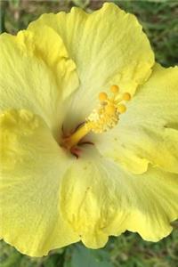 Single Yellow Hibiscus Bloom Journal
