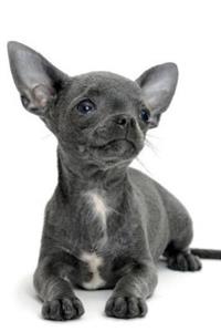 Chihuahua February Notebook & Journal. Productivity Work Planner & Idea Notepad
