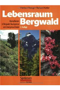 Lebensraum Bergwald