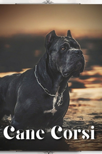 Cane Corsi
