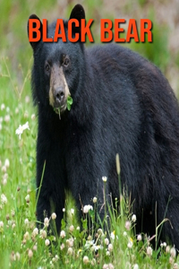 Black Bear