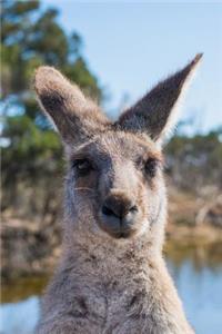 Fetching Kangaroo in Australia Animal Journal