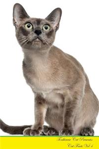 Tonkinese Cat Presents