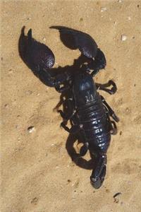 Emperor Scorpion (Pandinus Imperator) in Accra Ghana Journal