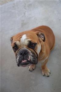 English Bulldog Sitting on the Ground Journal
