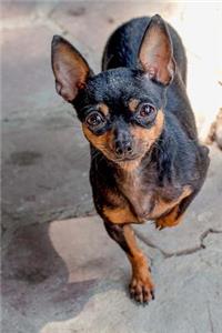 Such a Cute LIttle Brown and Tan Puppy Dog in the Couryard Journal