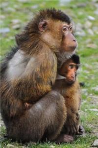 Loving Mother and Baby Barbary Macaque Apes (Macaca sylvanus) Journal