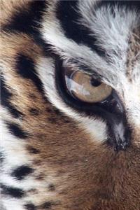 Eye of a Siberian Tiger Close Up Big Cat Journal