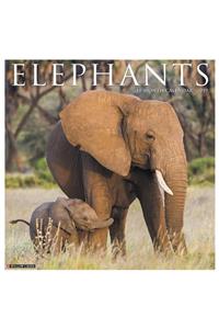 Elephants 2019 Wall Calendar